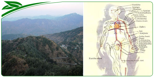 Introduction to Ayruveda medicines & treatments